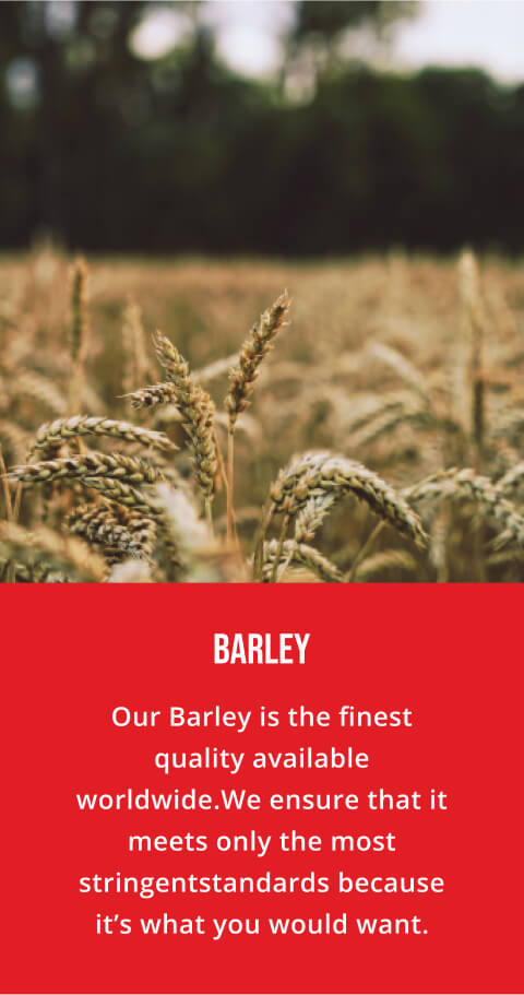 https://www.amstel.co.za/wp-content/uploads/2023/04/Barley.jpg